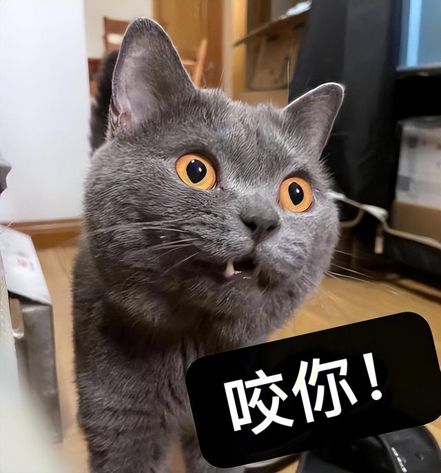 曾经红极一时的蓝猫为何被很多人嫌弃6大缺点太无奈