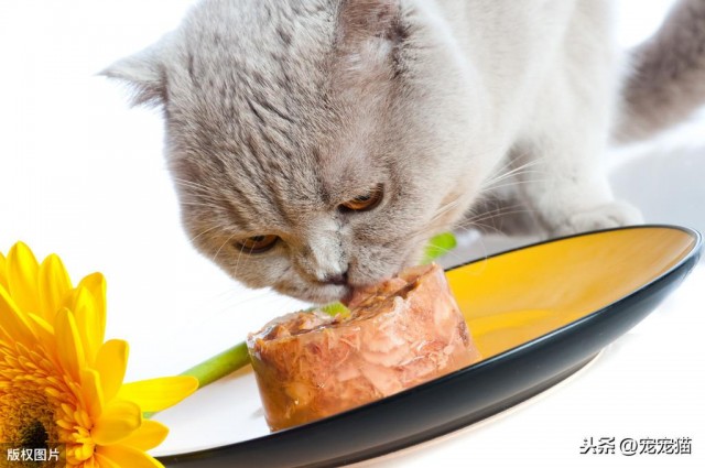 猫粮中加了诱食剂就不是好猫粮吗