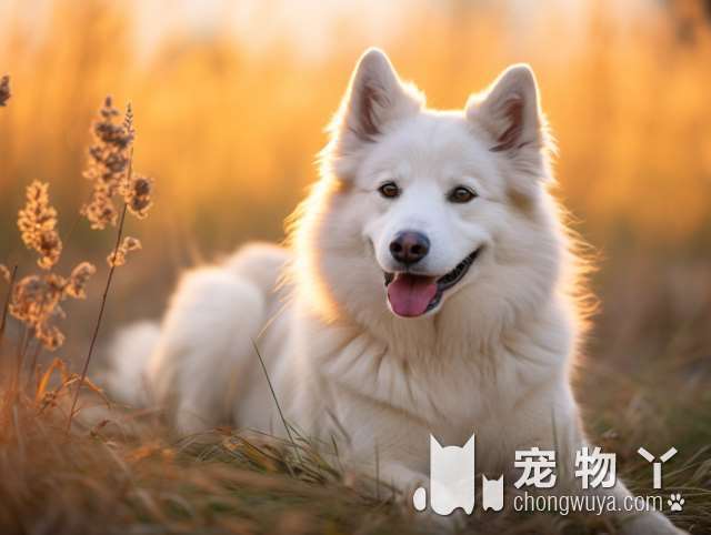 比熊犬寿命最长多久？